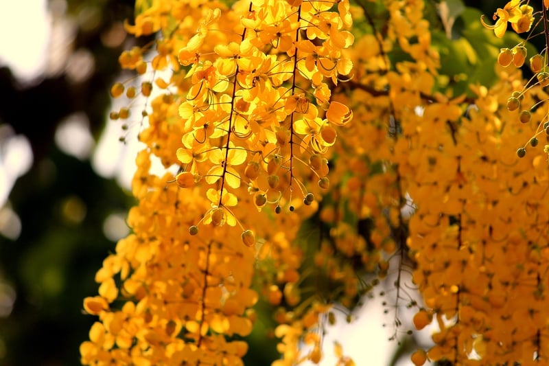 Hanging Plants
