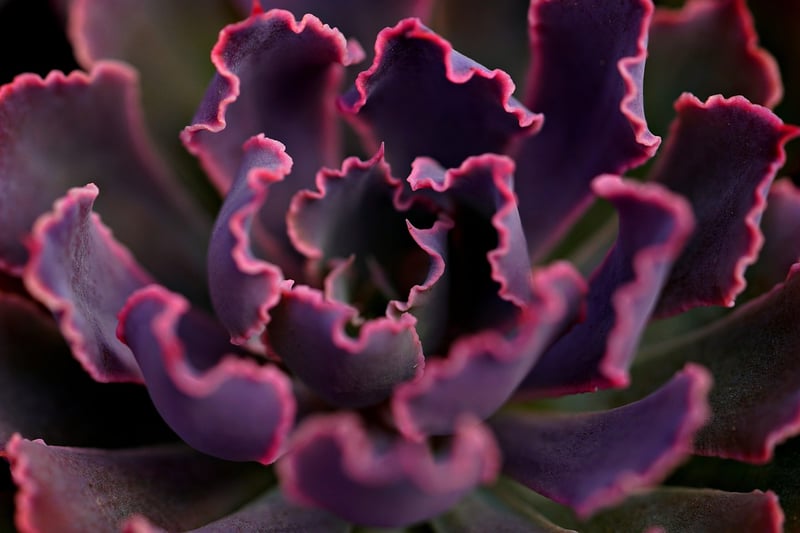 Tea Cup Succulent Garden